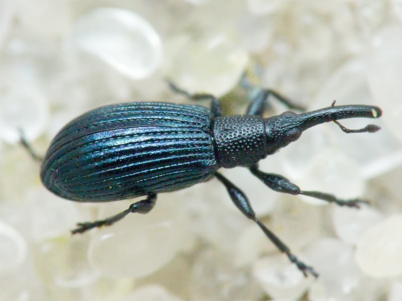 Stenopterapion (Stenopterapion) meliloti (W. Kirby, 1808)